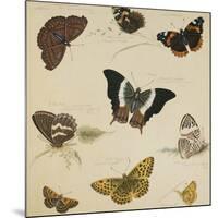 Studies of Butterflies and Insects-Sydenham Teast Edwards-Mounted Giclee Print