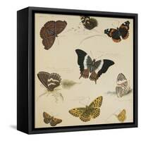 Studies of Butterflies and Insects-Sydenham Teast Edwards-Framed Stretched Canvas