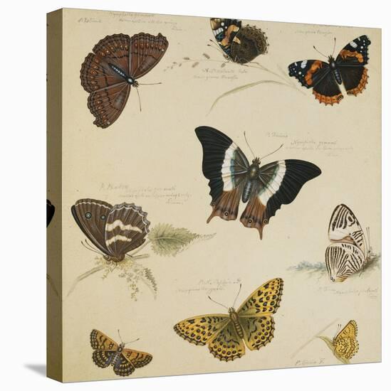Studies of Butterflies and Insects-Sydenham Teast Edwards-Stretched Canvas