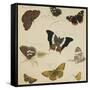 Studies of Butterflies and Insects-Sydenham Teast Edwards-Framed Stretched Canvas