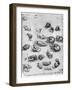 Studies of Cats, 1513-1515-Leonardo da Vinci-Framed Giclee Print