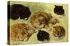 Studies of Cats, 1895 (oil on canvas)-Henriette Ronner-Knip-Stretched Canvas