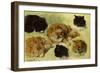 Studies of Cats, 1895 (oil on canvas)-Henriette Ronner-Knip-Framed Giclee Print