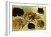 Studies of Cats, 1895 (oil on canvas)-Henriette Ronner-Knip-Framed Giclee Print