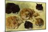 Studies of Cats, 1895 (oil on canvas)-Henriette Ronner-Knip-Mounted Giclee Print