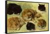 Studies of Cats, 1895 (oil on canvas)-Henriette Ronner-Knip-Framed Stretched Canvas