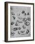 'Studies of Cats and of a Dragon', c1480 (1945)-Leonardo Da Vinci-Framed Giclee Print