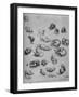 'Studies of Cats and of a Dragon', c1480 (1945)-Leonardo Da Vinci-Framed Giclee Print