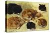 Studies of Cats-Henriette Ronner-Knip-Stretched Canvas