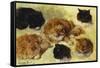 Studies of Cats-Henriette Ronner-Knip-Framed Stretched Canvas