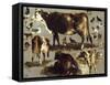 Studies of Cows, Hens, Roosters, a Goose and a Sheep-Rosa Bonheur-Framed Stretched Canvas