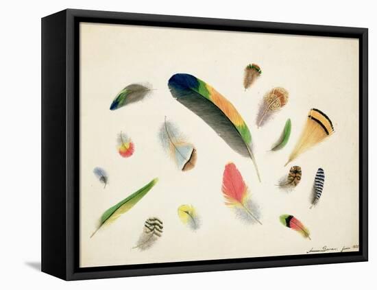 Studies of Feathers, 1855-Anne Bowen-Framed Stretched Canvas