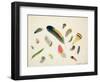 Studies of Feathers, 1855-Anne Bowen-Framed Giclee Print