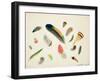 Studies of Feathers, 1855-Anne Bowen-Framed Giclee Print