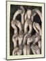 Studies of Hands 1, 1986-Evelyn Williams-Mounted Premium Giclee Print