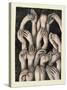 Studies of Hands 1, 1986-Evelyn Williams-Stretched Canvas