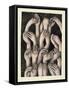 Studies of Hands 1, 1986-Evelyn Williams-Framed Stretched Canvas