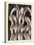 Studies of Hands 1, 1986-Evelyn Williams-Stretched Canvas