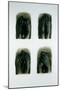 Studies of "Hands into Wedding Ring", 2007-Evelyn Williams-Mounted Giclee Print