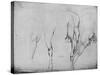 'Studies of Horses' Legs', c1480 (1945)-Leonardo Da Vinci-Stretched Canvas