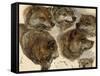 Studies of Huskies' Heads-George Bouverie Goddard-Framed Stretched Canvas