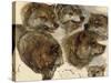 Studies of Huskies' Heads-George Bouverie Goddard-Stretched Canvas