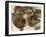 Studies of Huskies' Heads-George Bouverie Goddard-Framed Giclee Print