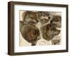 Studies of Huskies' Heads-George Bouverie Goddard-Framed Giclee Print