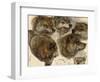 Studies of Huskies' Heads-George Bouverie Goddard-Framed Giclee Print