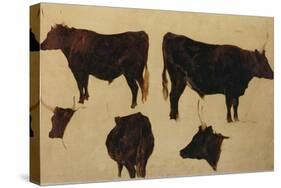 Studies of Long Horned Cattle (Oil on Board)-Richard Ansdell-Stretched Canvas