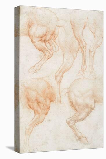 Studies of the Horse Rear Legs-Leonardo da Vinci-Stretched Canvas