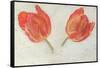 Studies of Tulips, C.1830-null-Framed Stretched Canvas