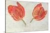 Studies of Tulips, C.1830-null-Stretched Canvas