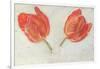 Studies of Tulips, C.1830-null-Framed Giclee Print