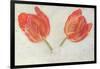 Studies of Tulips, C.1830-null-Framed Giclee Print