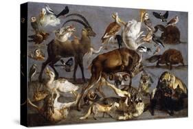 Studies of various Animals and Birds-Carl Borromaus Andreas Ruthart-Stretched Canvas