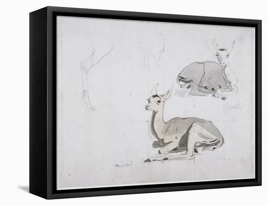 Studies of Young Pallah Deer Resting, C.1802 (W/C and Graphite on Paper)-Samuel Daniell-Framed Stretched Canvas