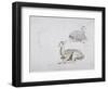 Studies of Young Pallah Deer Resting, C.1802 (W/C and Graphite on Paper)-Samuel Daniell-Framed Giclee Print