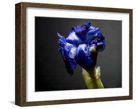 Studio Flowers I-James McLoughlin-Framed Photographic Print