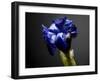 Studio Flowers I-James McLoughlin-Framed Photographic Print