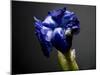 Studio Flowers I-James McLoughlin-Mounted Photographic Print