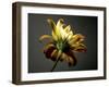 Studio Flowers III-James McLoughlin-Framed Photographic Print