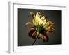 Studio Flowers III-James McLoughlin-Framed Photographic Print