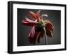 Studio Flowers IV-James McLoughlin-Framed Photographic Print