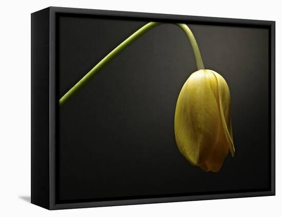 Studio Flowers IX-James McLoughlin-Framed Stretched Canvas