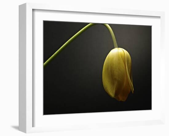 Studio Flowers IX-James McLoughlin-Framed Photographic Print