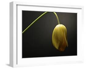 Studio Flowers IX-James McLoughlin-Framed Photographic Print