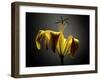 Studio Flowers V-James McLoughlin-Framed Photographic Print