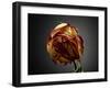 Studio Flowers VI-James McLoughlin-Framed Photographic Print