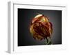 Studio Flowers VI-James McLoughlin-Framed Photographic Print